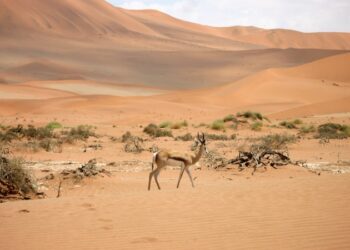 IPBES Plenary Session Makes Inaugural Go to to Biodiverse Continent — World Points