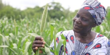 In Zimbabwe, Farmers Are Main Scientific Analysis on Conservation Agriculture — International Points